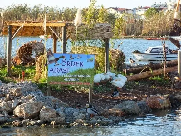 Ördek Adası - 5